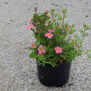 Potentilla fruticosa 'Pink Beauty' ('Lovely Pink') 10-15 cm